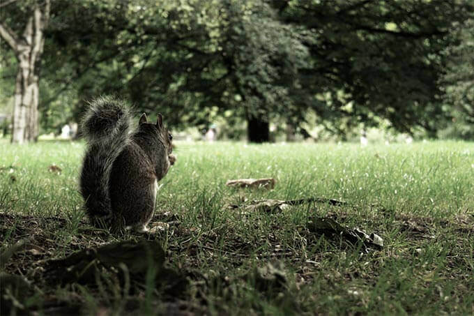 Eichhörnchen St James's Park
